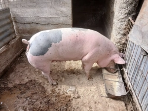 Vând porci și purcei  - imagine 6