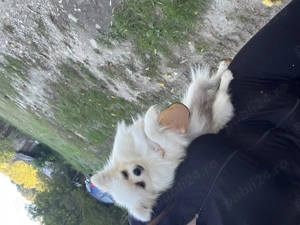 Fetița Pomeranian pedigree FCI  - imagine 2