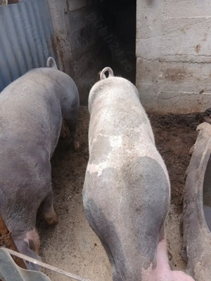 Vând porci și purcei  - imagine 7