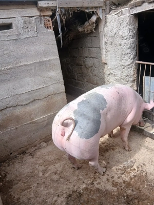 Vând porci și purcei  - imagine 8