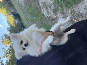 Fetița Pomeranian pedigree FCI  - imagine 3