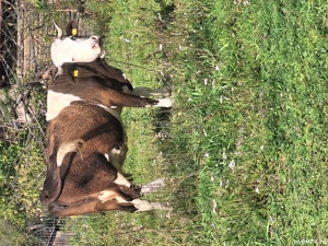 vand vaca  - imagine 3