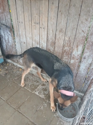 vand catea ciobanesc german