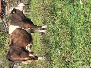 vand vaca  - imagine 2