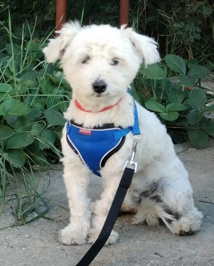 Bichon băiețel alb 11 luni Bacău