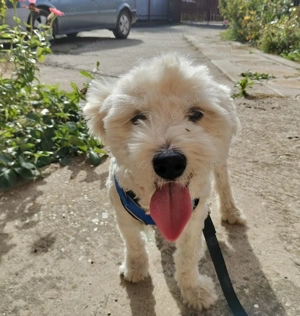 Bichon băiețel alb 11 luni Bacău  - imagine 2