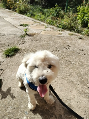 Bichon băiețel alb 11 luni Bacău  - imagine 3