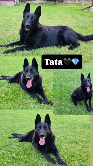 Ciobănesc german linie de lucru  - imagine 5