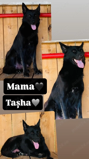 Ciobănesc german linie de lucru  - imagine 4