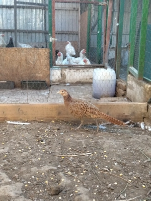 Păuni și fazani  - imagine 3