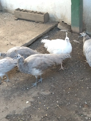 Păuni și fazani  - imagine 5