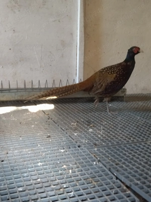 Păuni și fazani  - imagine 4