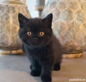 British shorthair Bleack  - imagine 2