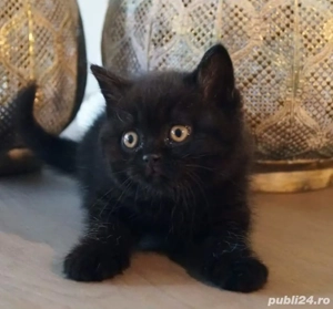 British shorthair Bleack  - imagine 3