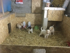 vand lagotto romagnioto  - imagine 2 vand lagotto romagnioto  - imagine 2