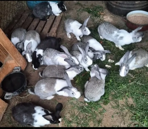 Vând Iepuri  - imagine 2