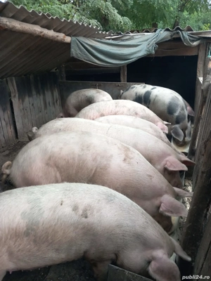 Porci de vanzare  - imagine 3