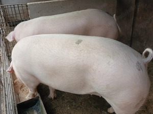 Anunt.Se vând porci si purcei