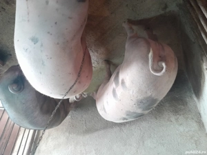 animale de vanzare - imagine 4