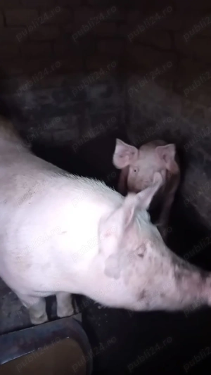 Vânzare porc 200-250 de kg,14 lei kg - imagine 2