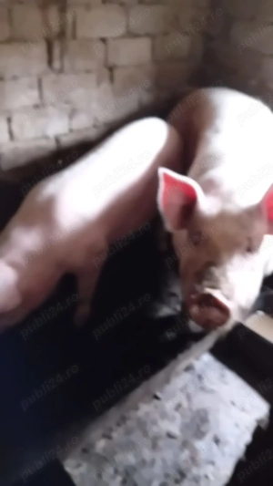 Vânzare porc 200-250 de kg,14 lei kg - imagine 3