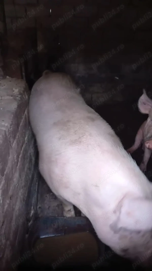 Vânzare porc 200-250 de kg,14 lei kg - imagine 4