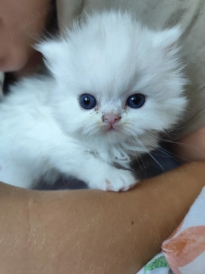 Pui persani  superbi așteaptă stăpân iubitor  - imagine 5