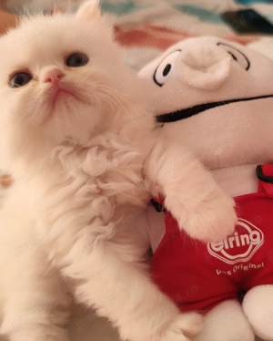 Pui persani  superbi așteaptă stăpân iubitor  - imagine 4