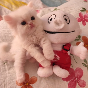 Pui persani  superbi așteaptă stăpân iubitor  - imagine 2