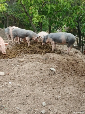 Vand purcei  - imagine 2