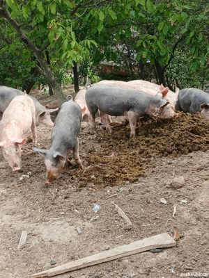 Vand purcei  - imagine 3