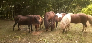 Ponei de vanzare - imagine 3 Ponei de vanzare - imagine 3