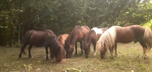 Ponei de vanzare - imagine 2 Ponei de vanzare - imagine 2