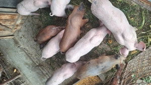 Purcei de vânzare  - imagine 3 Purcei de vânzare  - imagine 3