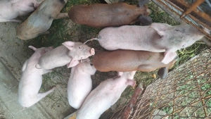 Purcei de vânzare  - imagine 2 Purcei de vânzare  - imagine 2