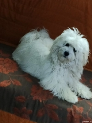 Mă numesc Lessy și caut o fanilie iubitoare  - imagine 2 Mă numesc Lessy și caut o fanilie iubitoare  - imagine 2