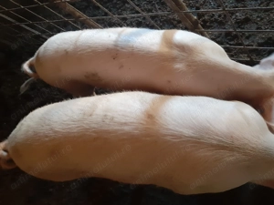 Porcii de vânzare... - imagine 4