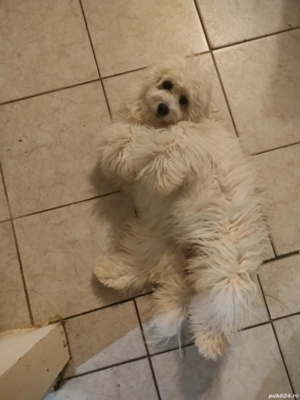 Mă numesc Lessy și caut o fanilie iubitoare  - imagine 3 Mă numesc Lessy și caut o fanilie iubitoare  - imagine 3