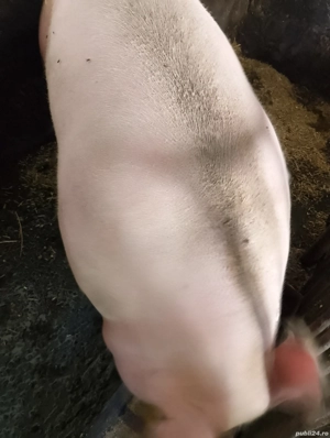 De vânzare  - imagine 3