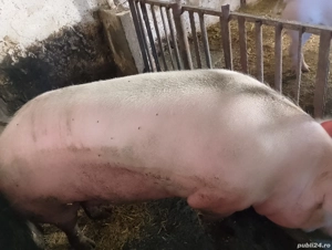 De vânzare  - imagine 4