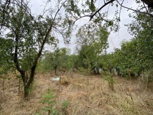 Teren 3000mp intravilan in Mavrodolu, AG - imagine 5