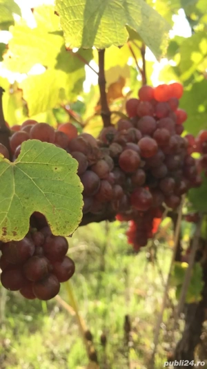 Vand must de Lechinta 