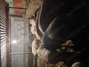 De vânzare  - imagine 2 De vânzare  - imagine 2