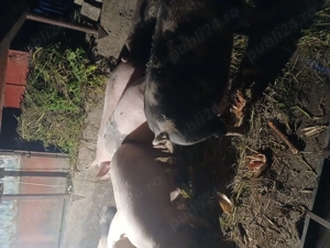 De vânzare  - imagine 4 De vânzare  - imagine 4