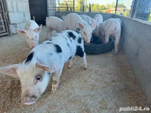 vand purcei 10 saptamani