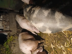 De vânzare  - imagine 3 De vânzare  - imagine 3