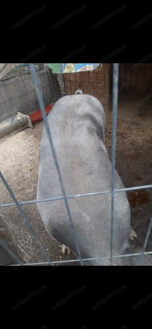 Porc de vanzare - Jumatate sau intreg