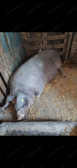 Porc de vanzare - Jumatate sau intreg - imagine 3