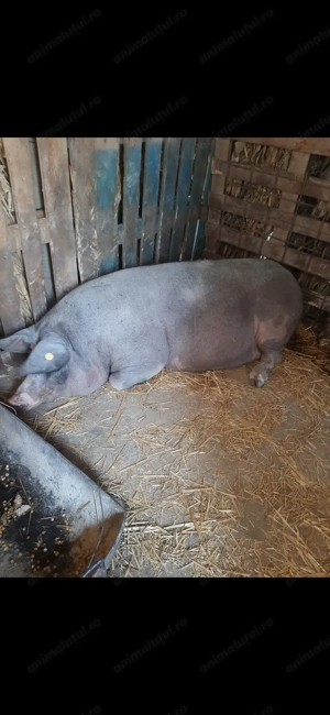 Porc de vanzare - Jumatate sau intreg - imagine 2