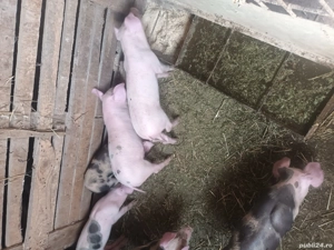 purcei  si soldani - imagine 5 purcei  si soldani - imagine 5